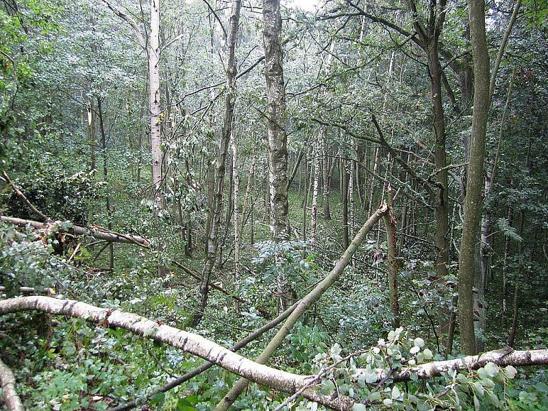 Polámané stromy zbyly po údajném tornádu u Chebu. Podle svědka se tornádo mělo vyskytnout na slapanské cyklostezce po bouřce. Meteorologové však potvrdili, že se jednalo o húlavu. 