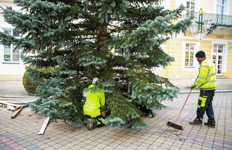 Františkolázeňskou Národní třídu zdobí dvanáctimetrový vánoční strom. Letošní je opět přímo z lázeňského města.