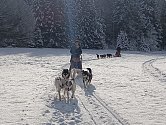 Psi na sněhu.