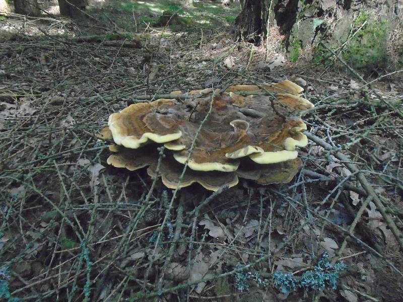 V lesích lze stále najít desítky druhů jedlých hub. Především masáky, podubáky, hřiby, kozáky anebo bedly.