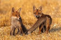Mláďata lišky obecné se proháněla po poli na Ašsku.