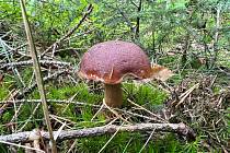 Po dešti rostou. Houbaři na Chebsku mají žně. Růstu hub svědčí kombinace nadprůměrně deštivého počasí a teplého počasí a milovníkům hub většinou jeden košík nestačí.