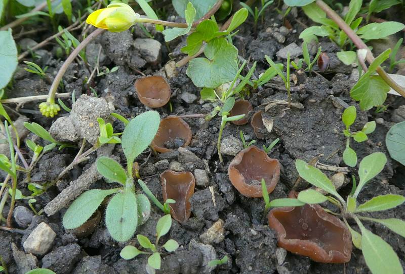 Hlízenka orsejová (Sclerotinia ficariae).