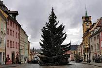 Smrk stříbrný zdobí chebské náměstí Krále Jiřího z Poděbrad.