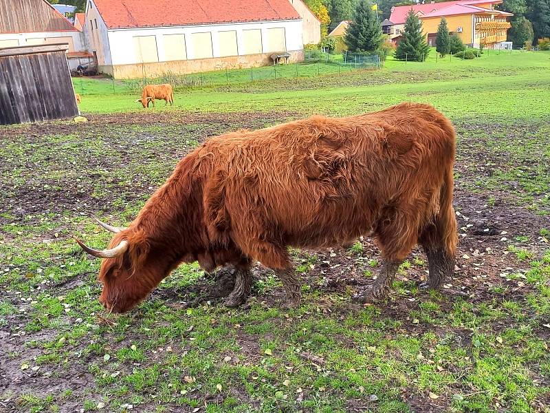 Území kolem přehrady Skalka nese název Goethův naučný lesopark.