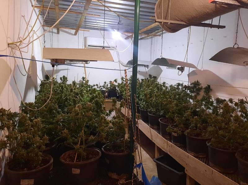 Jednapadesátiletá žena a šestapadesátiletý muž z Chebska měli ve svém bydlišti zařízenou pěstírnu konopí. Při domovní prohlídce v ní kriminalisté našli 150 rostlin.