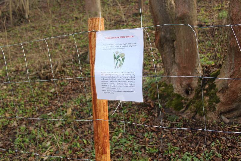 Lokalitu, kde roste česnek medvědí, se rozhodly Mariánské Lázně oplotit.