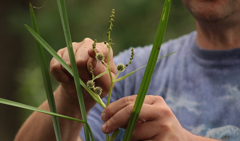 Botanická exkurze do údolí Odravy a Mohelenského potoka.