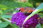 Motýly nejraději létají na fialové keře komule.
