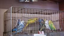 V Aši se uskutečnila výstava exotického ptactva