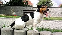 Můj domácí mazlíček je Andy, jsou mu 4 roky a je rasy Jack Russell Teriér. Má rád procházky po krajince a běhání za míčkem. Je to můj opravdový nejlepší přítel.