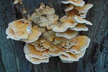 V lesích lze stále najít desítky druhů jedlých hub. Především masáky, podubáky, hřiby, kozáky anebo bedly.
