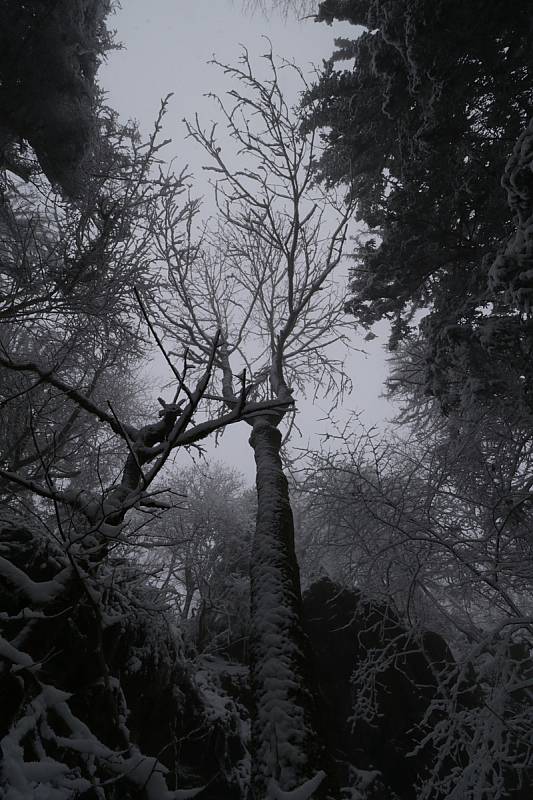 Zasněženou magickou Podhoru využili fotografové, nazdobili vánoční strom.