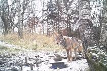 Bubla s obojkem zachycený na fotopastech na třech různých místech Karlovarského kraje.