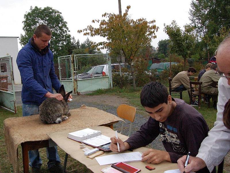 Výstava zvířat v Chebu. 