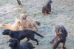 V bytě živořilo 32 psů, jedna fenka v útulku porodila dalších osm štěňat.