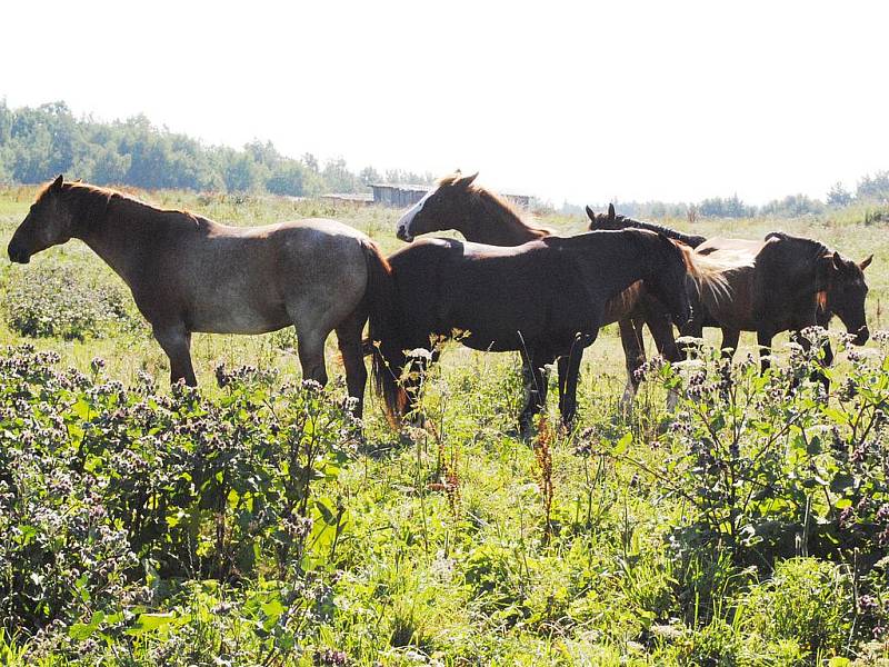 Koně v Sorkově jsou celoročně ustájeni venku a vypadá to, že jim čerstvý vzduch prospívá. 