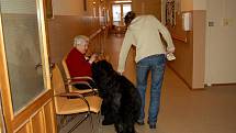Chebští senioři se těší na každé úterý, kdy je do domova v Dragounské ulici v Chebu chodí navštěvovat canisterapeutický pes briard Jack
