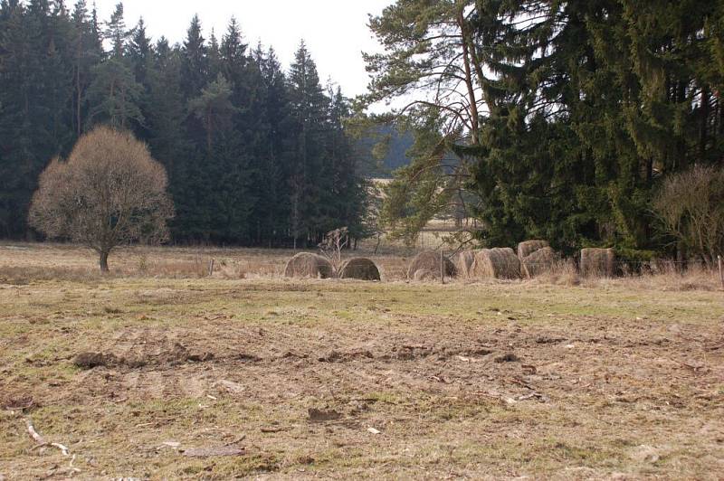 Po skládce dříví zbyla na pastvině kůra a větve