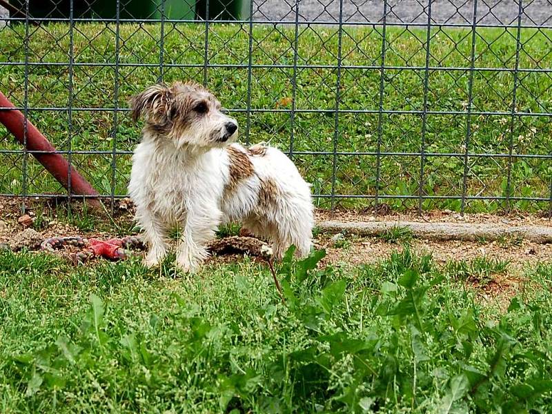 Aky je malý, zhruba šestiměsíční kříženec plemene shi–tzu. Zpočátku je nedůvěřivý, ale trpělivostí získá nový majitel příjemného společníka do bytu. Pejsek má hnědé plotny na bílé srsti