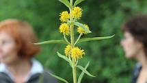 Botanická exkurze do údolí Odravy a Mohelenského potoka.