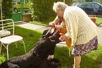 Jediný pes v Chebu, který úspěšně složil canisterapeutické zkoušky, je osmnáctiměsíční briard Jack. 