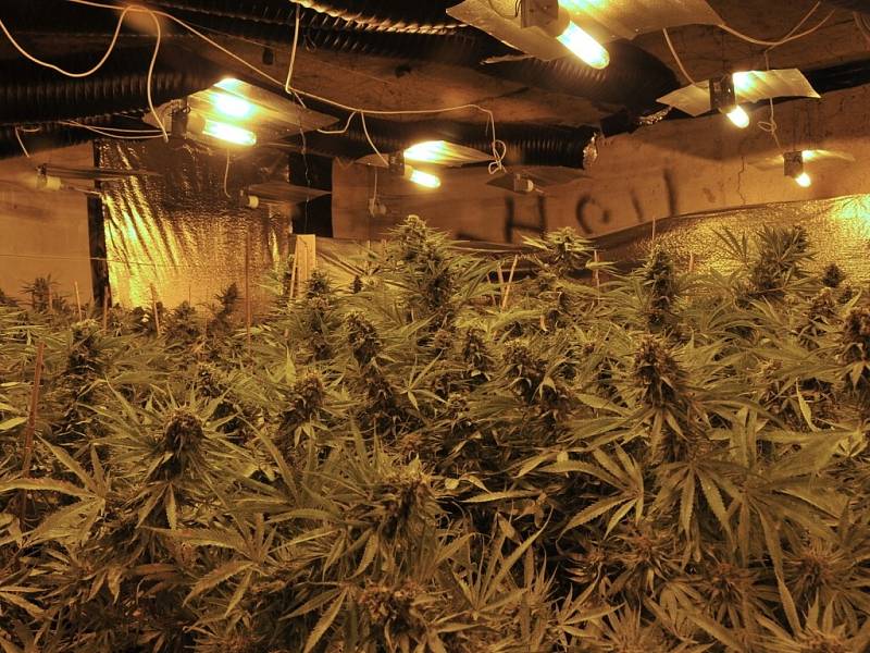 Nelegální pěstírnu marihuany objevili policisté ve městě Skalná na Chebsku. 