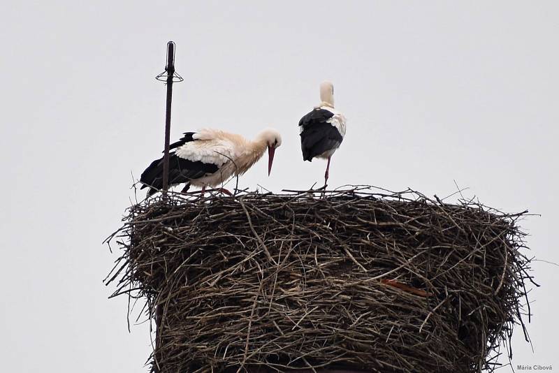 Čápi na komíně v centru Chebu stále dotváří své hnízdo. Nosí si do něj různé větve, trávu, mech a další přírodniny, z kterých si hnízdo upravují a přizpůsobují.