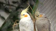 Stovky exotických ptáků byly k vidění na výstavě v Aši. Obdivovali je malí i dospělí. 