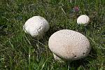 Pýchavka dlabaná (Lycoperdon utriforme) jedlá.