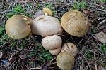 Hřib příživný (Pseudoboletus parasiticus)-parazituje na pestřeci-jedlý.