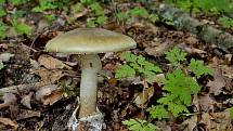 NEROSTOU jen jedlé houby. Mykologové před pár dny na Chebsku narazili na houbu, která je považována za nejjedovatější a nejnebezpečnější v Evropě – muchomůrku zelenou.
