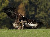 DRAVEC A JEHO OBĚŤ. Na mezinárodní setkání sokolníků do Františkových Lázní přijela většina lovců s orlem skalním. Pták s úctyhodným rozpětím křídel uloví srnu jako nic. 