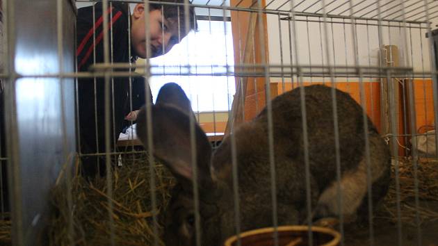VÝSTAVA v Lipové u Chebu se setkala s obrovským zájmem veřejnosti. Lidé mohli vidět výstavní králíky, holuby a drůbež.