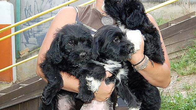 Na nové majitele čekají v Horní Hraničné i tři psí sourozenci