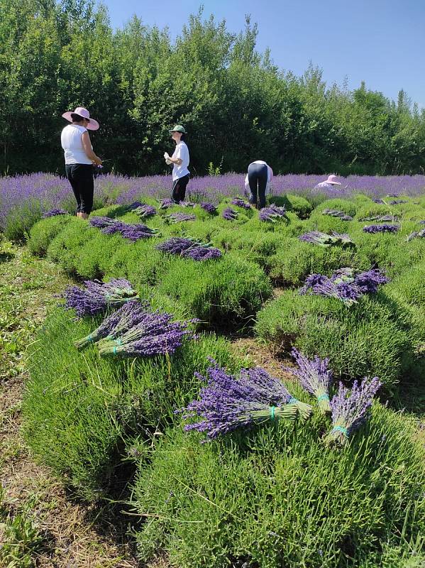 V Léčebných lázních Jáchymov navázali spolupráci s levandulovým údolím a obohacují nabídku wellness procedůr a pobytů o produkty z levandule Chodouňské, která působí blahodárně na celý organismus.