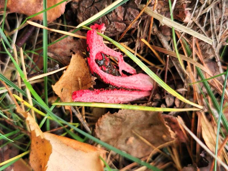 Květnatec archerův je houba, která na dálku velmi zapáchá. V lesích se vyskytuje vzácně.