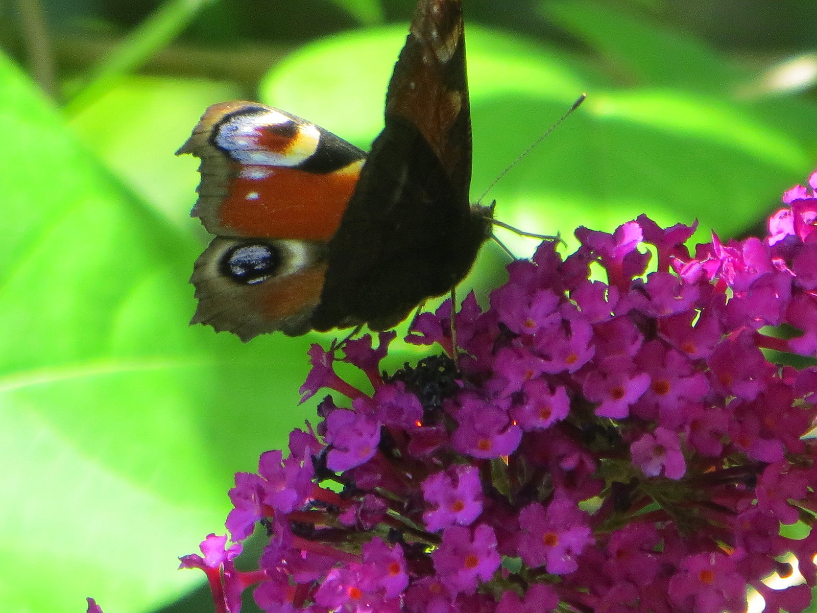 Komule je magnetem na motýly - Chebský deník