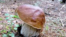 Neuvěřitelný houbařský nález se povedl patnáctiletému Davidu Röhnerovi nedaleko Chebu.