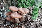 Václavka smrková (Armillaria ostoyae) jedlá.