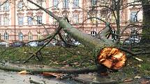 V městských sadech v Chebu větrová bouře Sabina zlomila strom a ulámala několik větví.