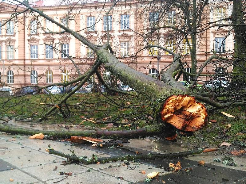 V městských sadech v Chebu větrová bouře Sabina zlomila strom a ulámala několik větví.