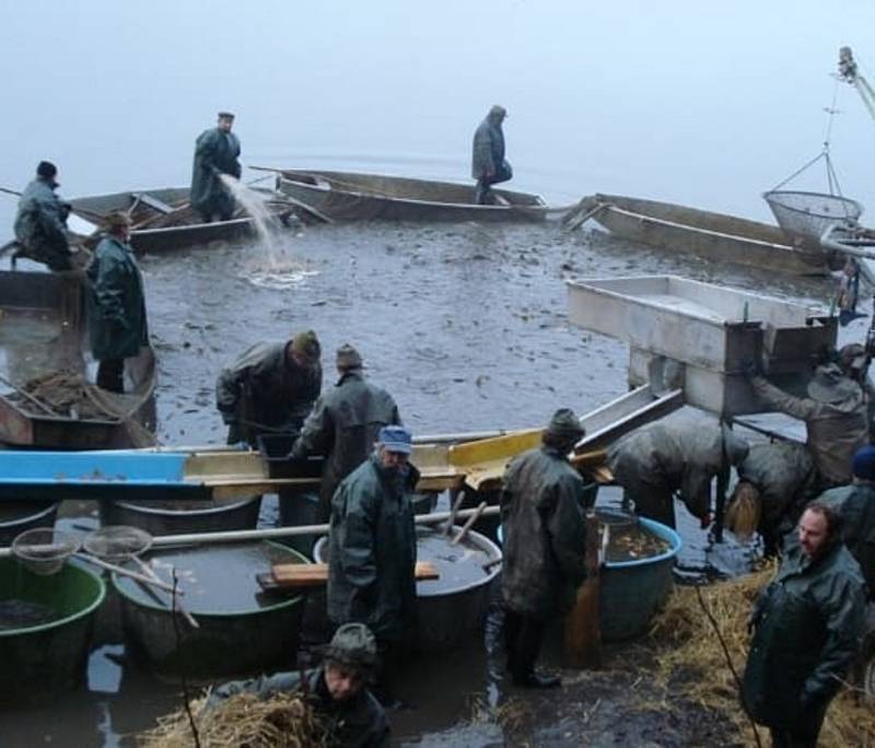 Počet ryb nižší a ceny za kilo rybího českého masa vyšší. Taková je aktuální situace letošních výlovů ryb v okolí Mariánských a Františkových Lázní.