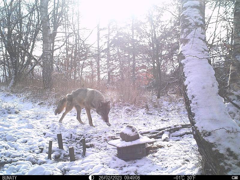 Bubla s obojkem zachycený na fotopastech na třech různých místech Karlovarského kraje.