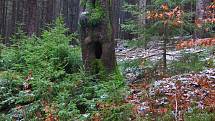 Několik zajímavostí je ukrytých v hvozdech v nejsevernější části Českého lesa.