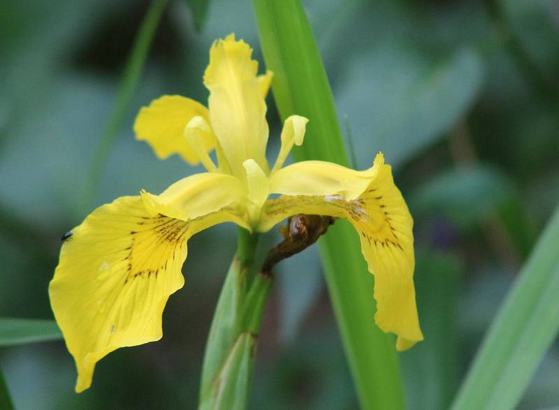 Botanická exkurze do údolí Odravy a Mohelenského potoka.