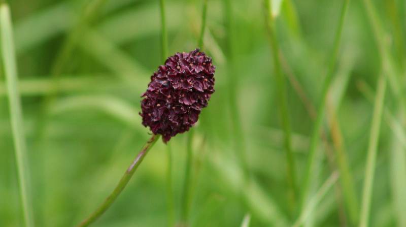 Botanická exkurze do údolí Odravy a Mohelenského potoka.