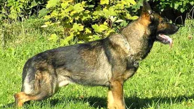 Policejní pes Asso dopadl v Chebu zloděje plazmových televizí