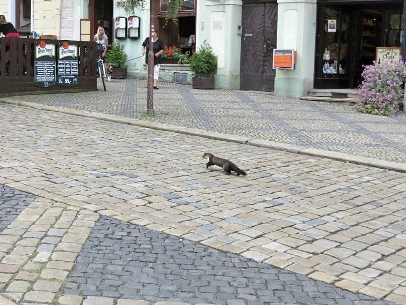 Kuna skalní se objevila v centru Chebu. 