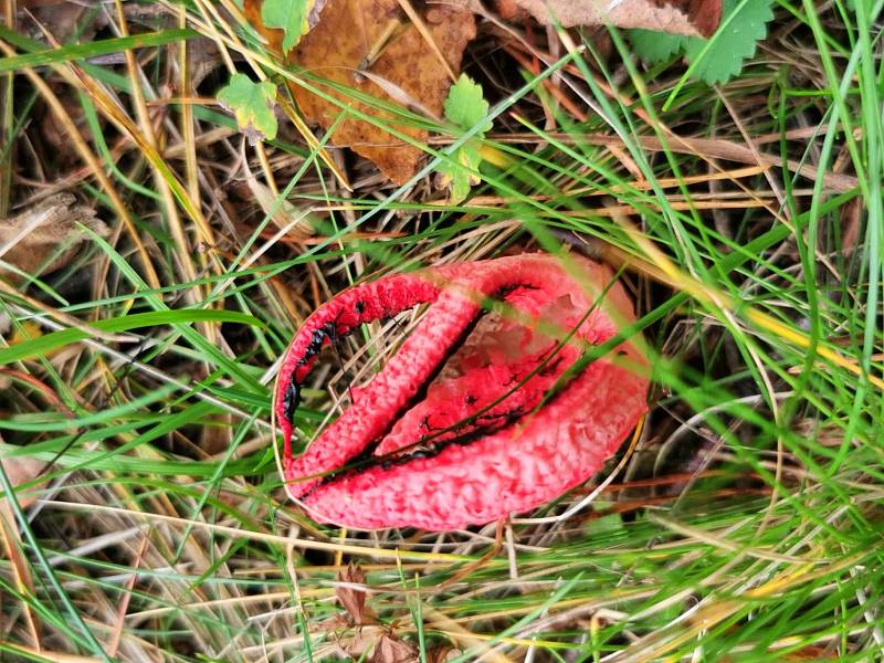 Květnatec archerův je houba, která na dálku velmi zapáchá. V lesích se vyskytuje vzácně.